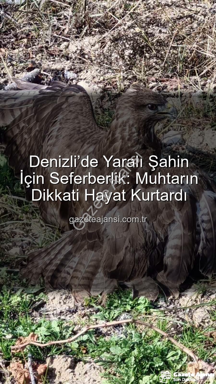 Denizli'de yaralı şahin - Denizli’de Yaralı Şahin İçin Seferberlik: Muhtarın Dikkati Hayat Kurtardı