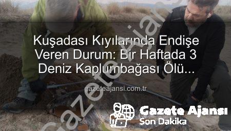 Kuşadası Kıyılarında Endişe Veren Durum: Bir Haftada 3 Deniz Kaplumbağası Ölü Bulundu