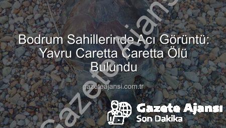 Bodrum Sahillerinde Acı Görüntü: Yavru Caretta Caretta Ölü Bulundu