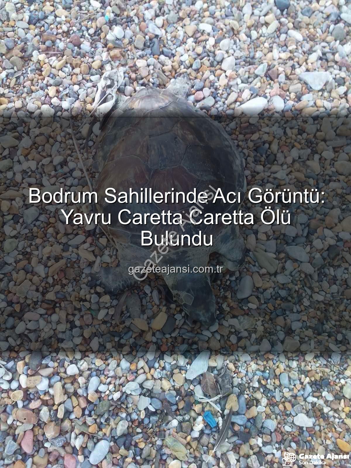 yavru caretta caretta - Bodrum Sahillerinde Acı Görüntü: Yavru Caretta Caretta Ölü Bulundu