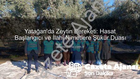 Yatağan’da Zeytin Bereketi: Hasat Başlangıcı ve İlahi Nimetlere Şükür Duası