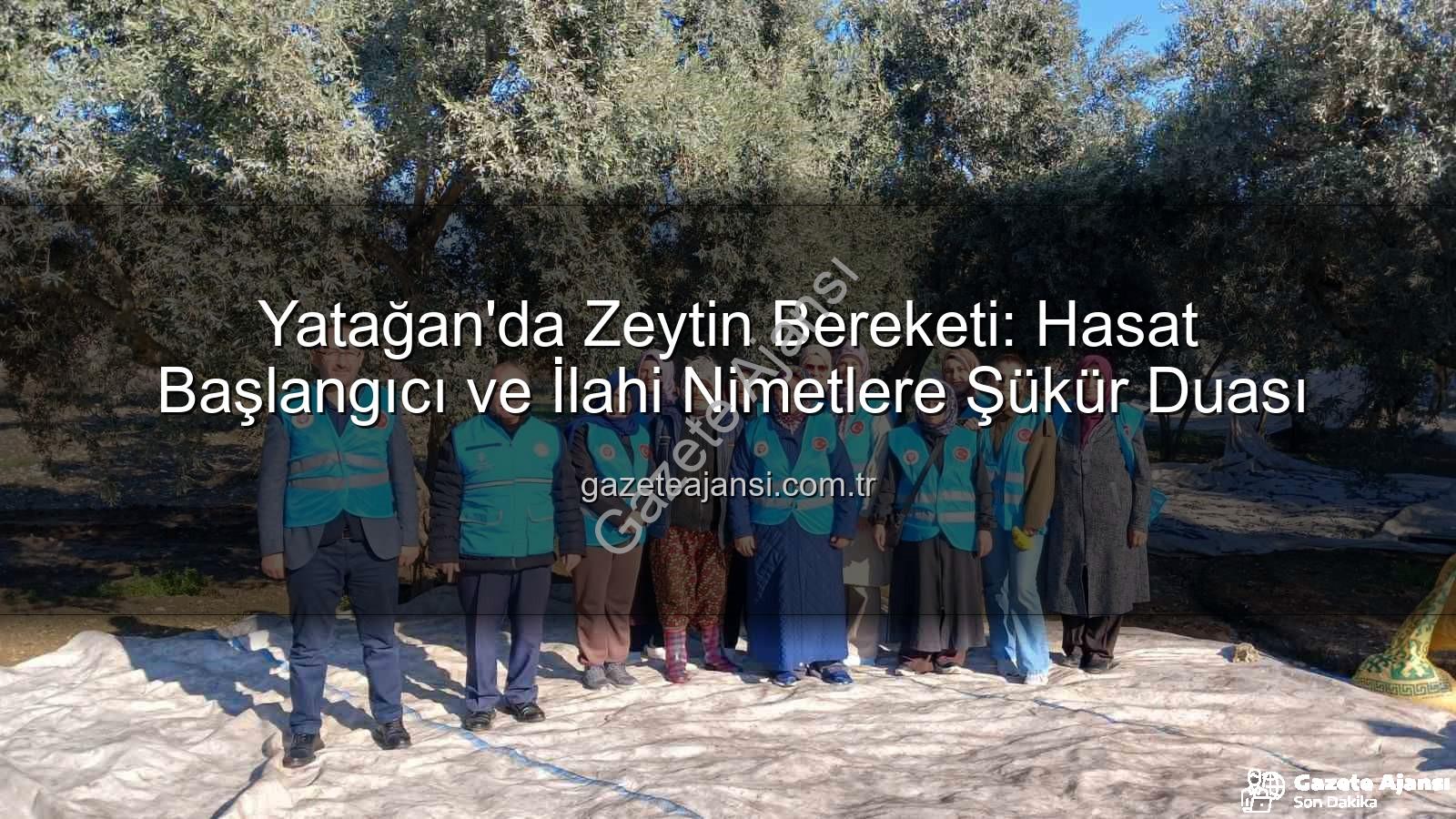 Yatağan zeytin hasadı - Yatağan'da Zeytin Bereketi: Hasat Başlangıcı ve İlahi Nimetlere Şükür Duası