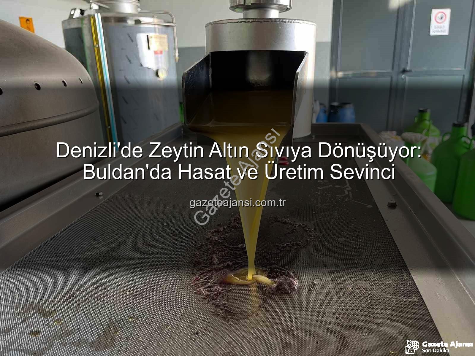 zeytin hasadı - Denizli'de Zeytin Altın Sıvıya Dönüşüyor: Buldan'da Hasat ve Üretim Sevinci