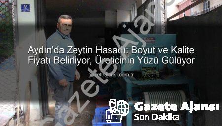 Aydın’da Zeytin Hasadı: Boyut ve Kalite Fiyatı Belirliyor, Üreticinin Yüzü Gülüyor
