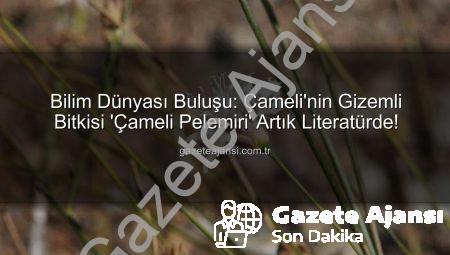 Bilim Dünyası Buluşu: Çameli’nin Gizemli Bitkisi ‘Çameli Pelemiri’ Artık Literatürde!