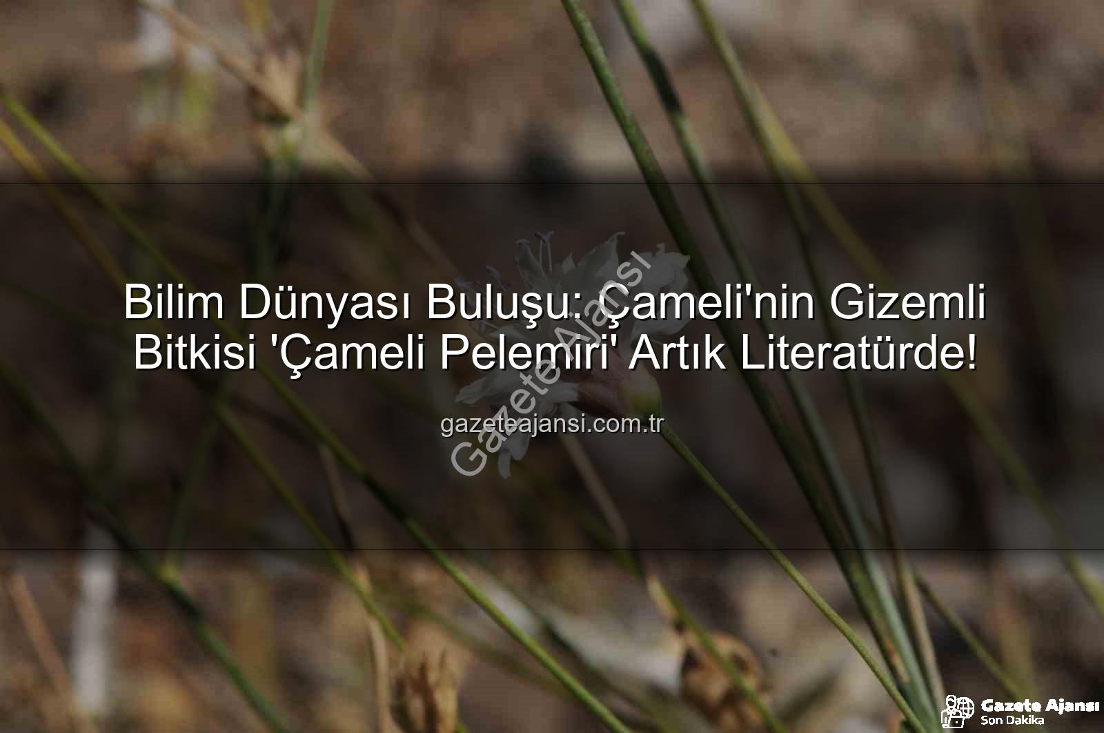 Çameli pelemiri - Bilim Dünyası Buluşu: Çameli'nin Gizemli Bitkisi 'Çameli Pelemiri' Artık Literatürde!