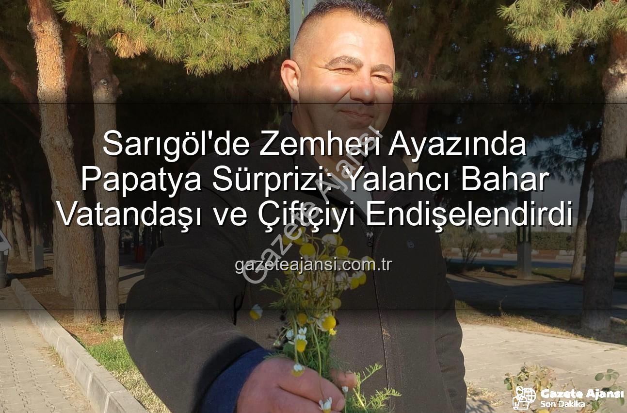 Sarıgöl'de Zemheri Ayazında Papatya Sürprizi: Yalancı Bahar Vatandaşı ve Çiftçiyi Endişelendirdi
