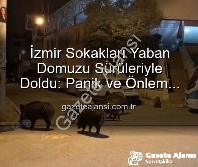 yaban domuzu - İzmir Sokakları Yaban Domuzu Sürüleriyle Doldu: Panik ve Önlem Çağrısı